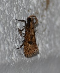 Acrolophus mortipennella