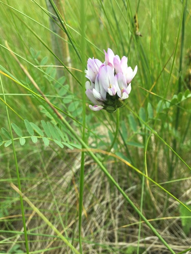 Astragalus laxmannii var. tananaicus