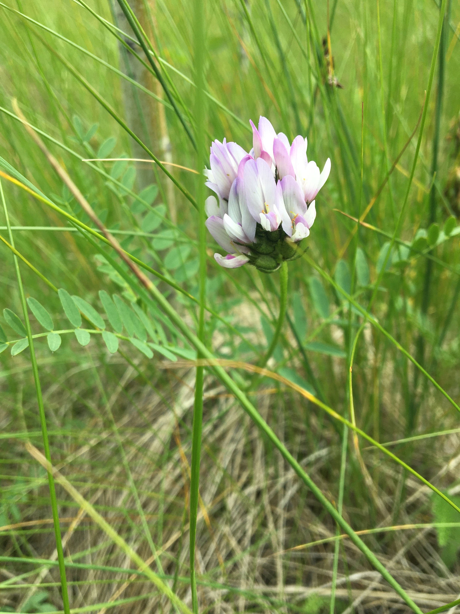Astragalus laxmannii var. tananaicus