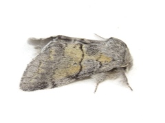 Gluphisia lintneri