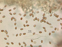 Psathyrella praetenuis