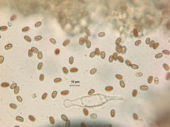 Psathyrella praetenuis