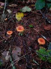 Lactarius subflammeus