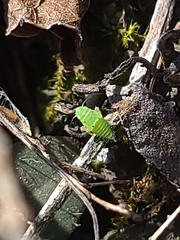 Neocoelidia tumidifrons