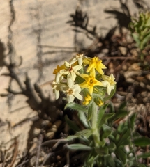 Oreocarya confertiflora