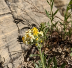 Oreocarya confertiflora