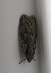 Semioscopis aurorella