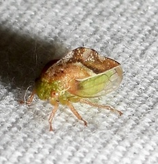Smiliini
