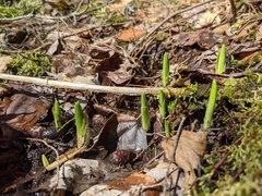 Platanthera grandiflora