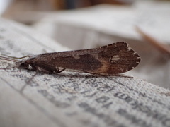 Glyphopsyche irrorata