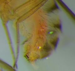Drosophila testacea