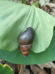 Dolicheulota formosensis