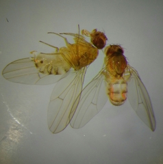 Drosophila testacea