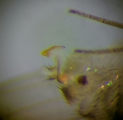 Drosophila testacea