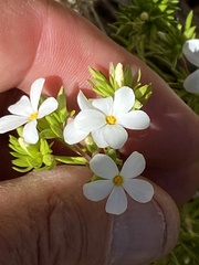 Leptosiphon floribundus glaber