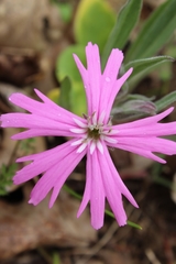 Silene hookeri