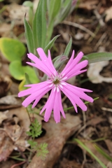 Silene hookeri
