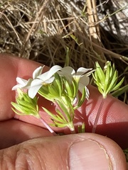 Leptosiphon floribundus glaber