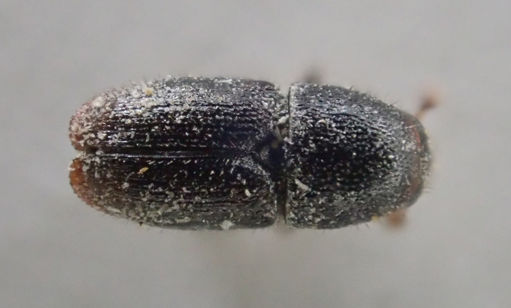 Apple Tree Beetle