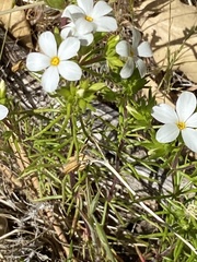Leptosiphon floribundus glaber