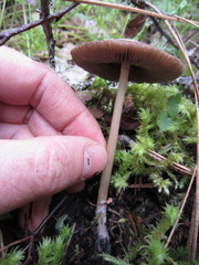 Psathyrella praetenuis