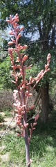 Hesperaloe funifera