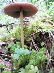 Psathyrella praetenuis