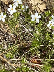 Leptosiphon floribundus glaber