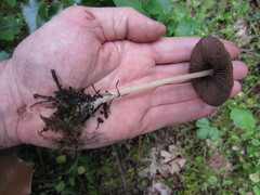 Psathyrella praetenuis