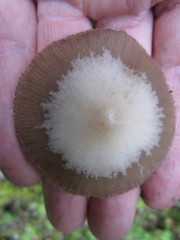 Psathyrella praetenuis