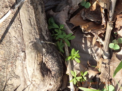 Floerkea proserpinacoides