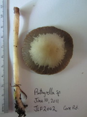 Psathyrella praetenuis