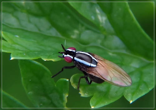 Girinukės nuotrauka