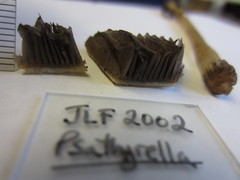 Psathyrella praetenuis