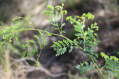 Acacia spectabilis
