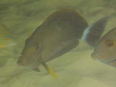 Acanthurus grammoptilus