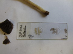 Psathyrella praetenuis