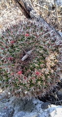 Mammillaria mystax