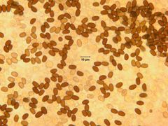 Psathyrella praetenuis