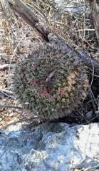 Mammillaria mystax