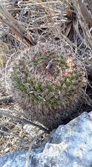 Mammillaria mystax