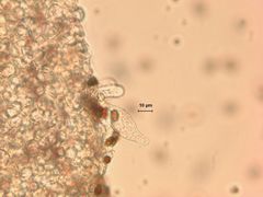 Psathyrella praetenuis