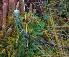 Lasiocephalus ovatus