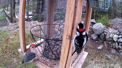 Melanerpes carolinus