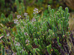Valeriana microphylla