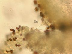 Psathyrella praetenuis