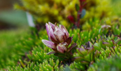 Gentianella nummulariifolia