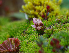 Gentianella nummulariifolia