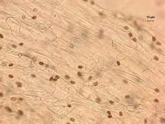 Psathyrella praetenuis