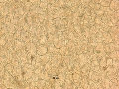 Psathyrella praetenuis